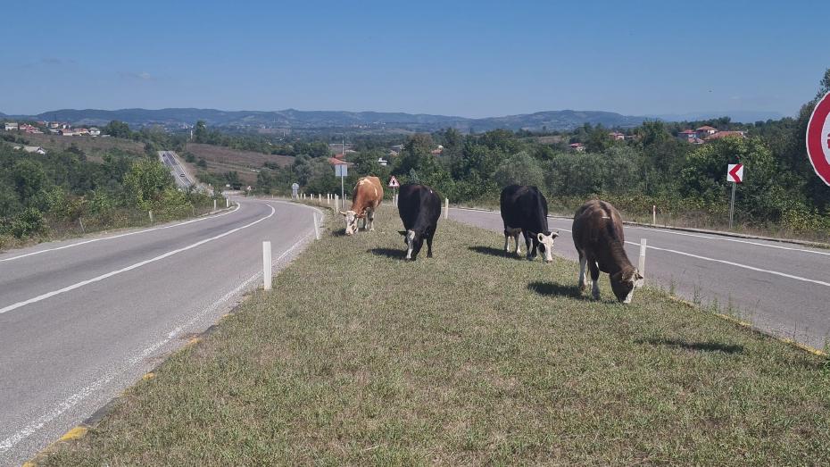 Zonguldak'ta başıboş hayvanların tehlikesi gün geçtikçe artıyor