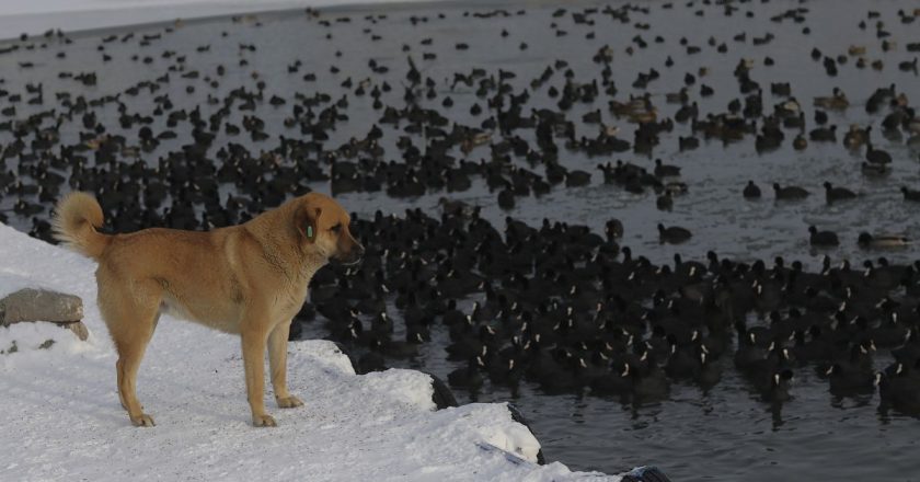 La soluzione per gli animali randagi è il metodo “castrare, vaccinare, mantenerli in vita”: organizzazione per i diritti degli animali HAKİM