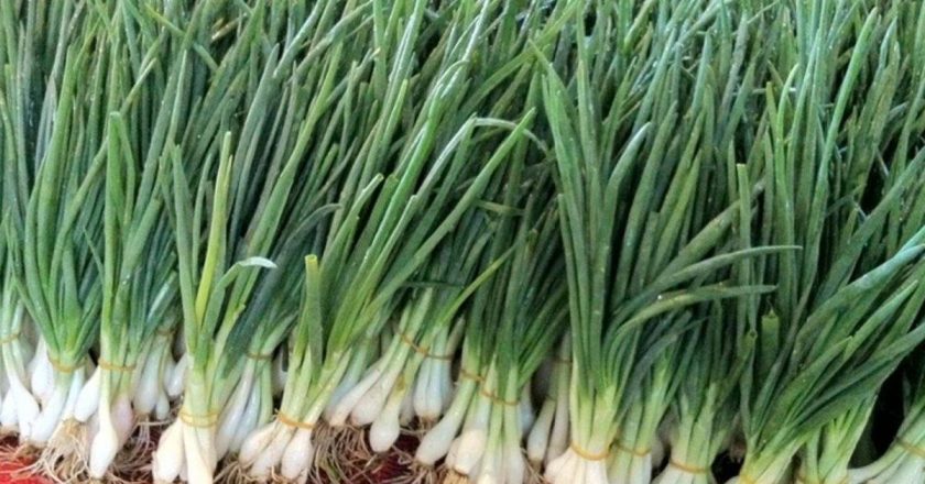 Kolon kanserini önleyebilir! Yeşil soğanın faydaları nelerdir? Yeşil soğan hangi hastalıklarda ve ne için kullanılır?