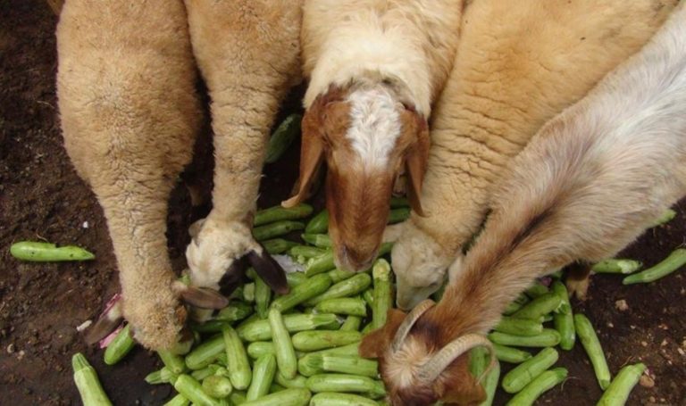 Kilosu 3 liraya satıldı ama alıcı bulunamadı!  Tarlalara bırakılan kabaklar hayvanlara yem oldu… – Son Dakika Hayat Haberleri