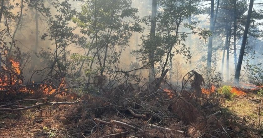 Bilecik’te orman yangını!  – Türkiye’den son dakika haberleri