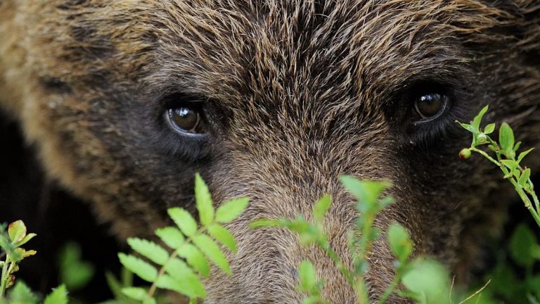 İsveç’te ayı popülasyonunun yüzde 20’si avlanacak, hayvan hakları grupları tepki gösteriyor