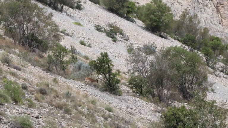 Erzurum’da dağ keçileri görüldü – Son Dakika Haberi