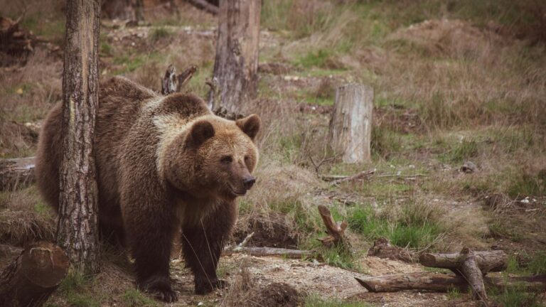 Video. Bulgaristan’da kötü muamele edilen ayılar rehabilite edildi