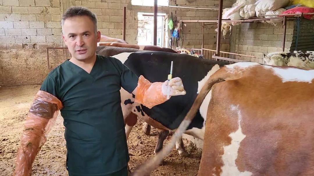 İnsanlık için önemli bir buluş! Arı sütü mucizesi: İnfertiliteyi iyileştirebilir! Çalışma Amerika'da yayınlandı ... 3
