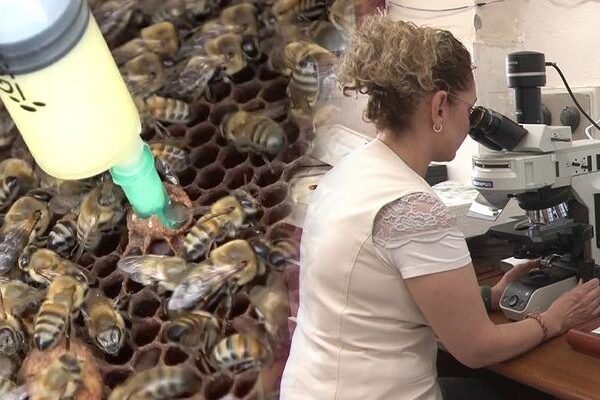 İnsanlık için önemli bir buluş! Arı sütü mucizesi: İnfertiliteyi iyileştirebilir! Çalışma Amerika’da yayınlandı …