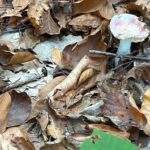 ‘Yenilebilir’ denilen mantar zehirli çıkıyor! 6 saat sonra başlayan belirtilere dikkat!