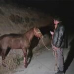 Milyonluk yarış tayları çiftlikten kaçtı. 8’i karayolunda telef oldu, zarar çok büyük