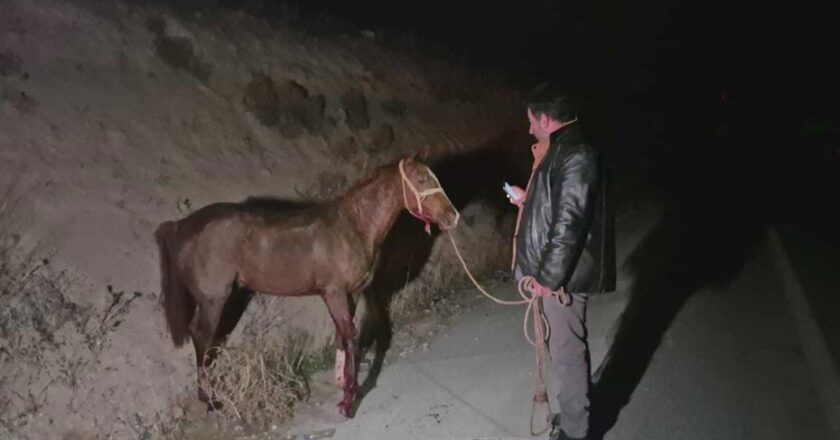 Milyonluk yarış tayları çiftlikten kaçtı. 8’i karayolunda telef oldu, zarar çok büyük